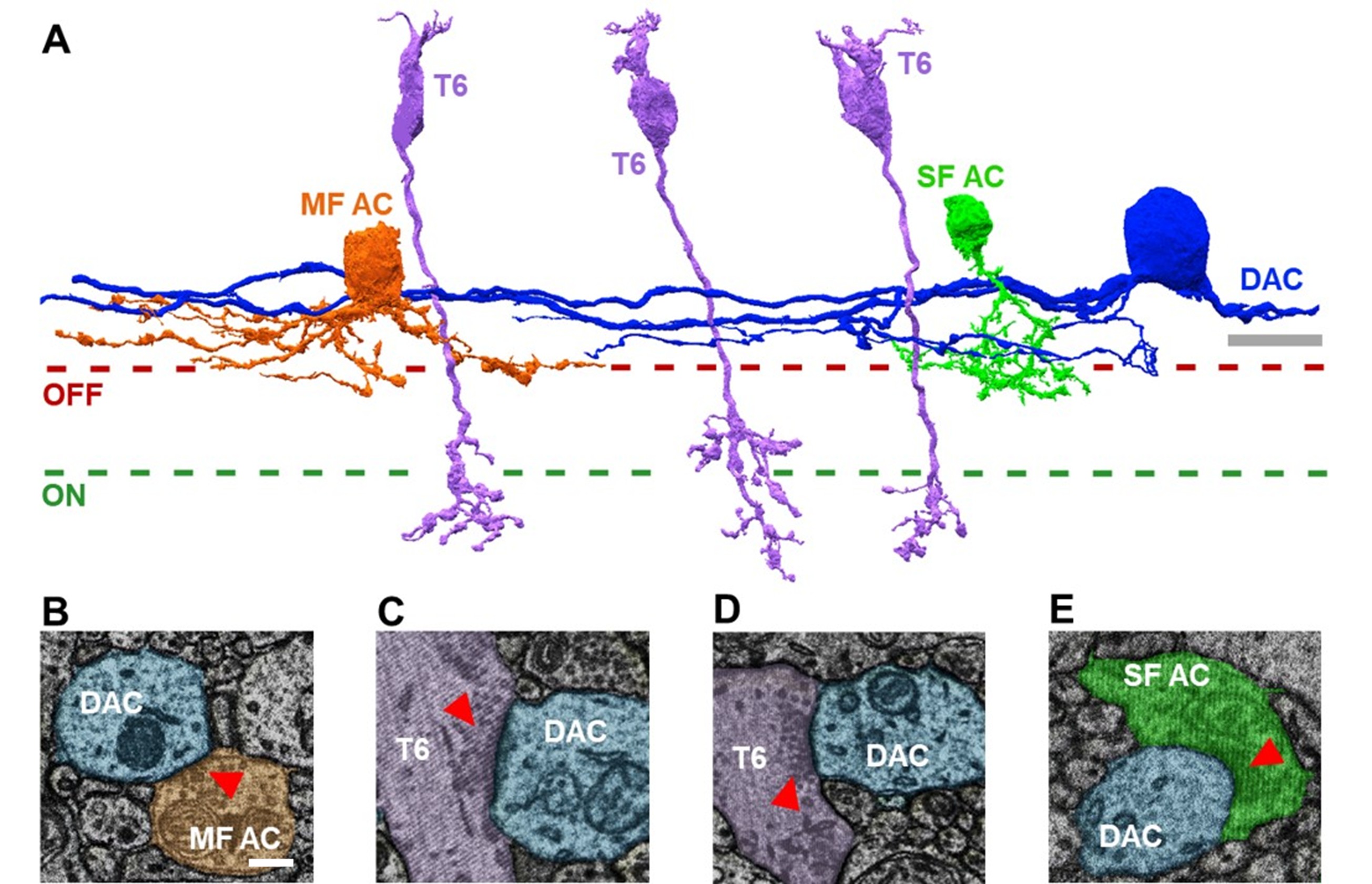 Dopamine Image for Tiered Mentoring.jpg
